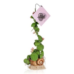 Sukulenty t.b.t. w muszli ślimaka z różowymi kwiatami i zielonymi liśćmi.