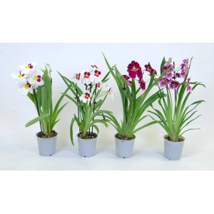 Storczyk Miltonia bratkowy z 2 pędami w różnych kolorach w doniczce.