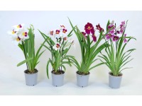 Falenopsis - Ćmówka - Storczyk (Phalaenopsis sp.) Miltonia 2 pędy mix wys. 20cm