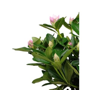 Roślina t.b.t. z zielonymi liśćmi i różowymi pąkami kwiatowymi.