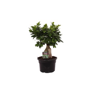 Kompaktowy Ficus Bonsai w czarnej doniczce, roślina doniczkowa do stylowych akcentów.