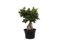 Fikus (Ficus) microcarpa Ginseng - don. 20 cm