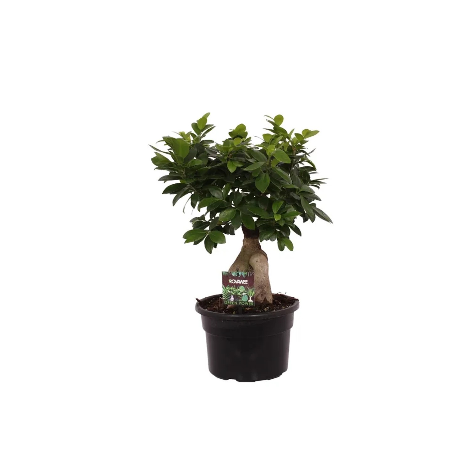 Ficus Ginseng kupuj w OBI