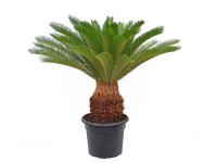Sagowiec (Cycas revoluta) wys.100cm
