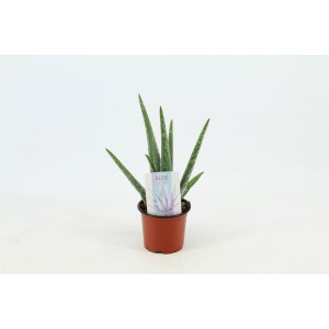 Sukulenty Aloe Vera w brązowej doniczce.