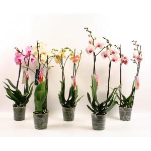 Różnokolorowe storczyki w doniczkach, różne kolory kwiatów.