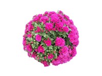 Chryzantema (Chrysanthemum sp.) samokrzewiąca - don. 19 cm