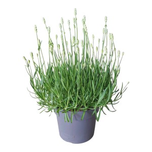 Świeża roślina Lawenda w doniczce, zielone liście i delikatne pąki kwiatowe.