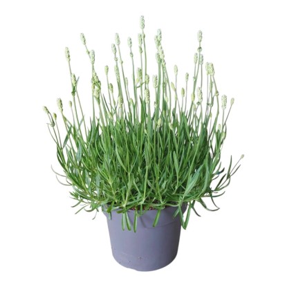 Lawenda biała (Lavandula Aromance White) don. 19 cm