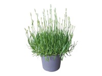 Lawenda biała (Lavandula Aromance White) don. 19 cm