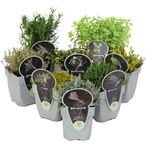 Różne zioła kulinarne w doniczkach, np. rozmaryn, tymianek i lawenda.