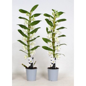 Dwie kwitnące białe orchidee w doniczkach.