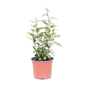 Oliwnik (Elaeagnus Ebbinga Compacta) don. 3 l