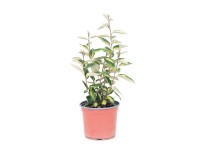 Oliwnik (Elaeagnus Ebbinga Compacta) don. 3 l