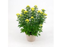 Chryzantema (Chrysanthemum sp.) Daisy 3 pędy - don. 12 cm