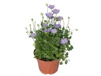 Campanula