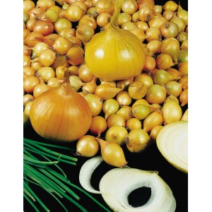 Żółta cebula i szczypiorek: Świeże składniki do Twojej kuchni. Kategoria: Warzywa.