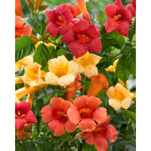 Kwitnące milin amerykański (t.b.t.) z czerwonymi, żółtymi i pomarańczowymi kwiatami.