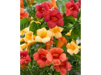 Milin amerykański w odmianach (Campsis sp.)