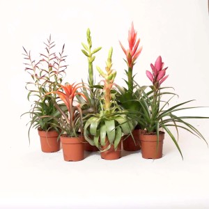 Różne kwitnące bromelie (Oplątwy) w doniczkach, rośliny doniczkowe.