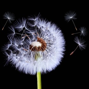 Mniszek lekarski z latającymi nasionami na czarnym tle.