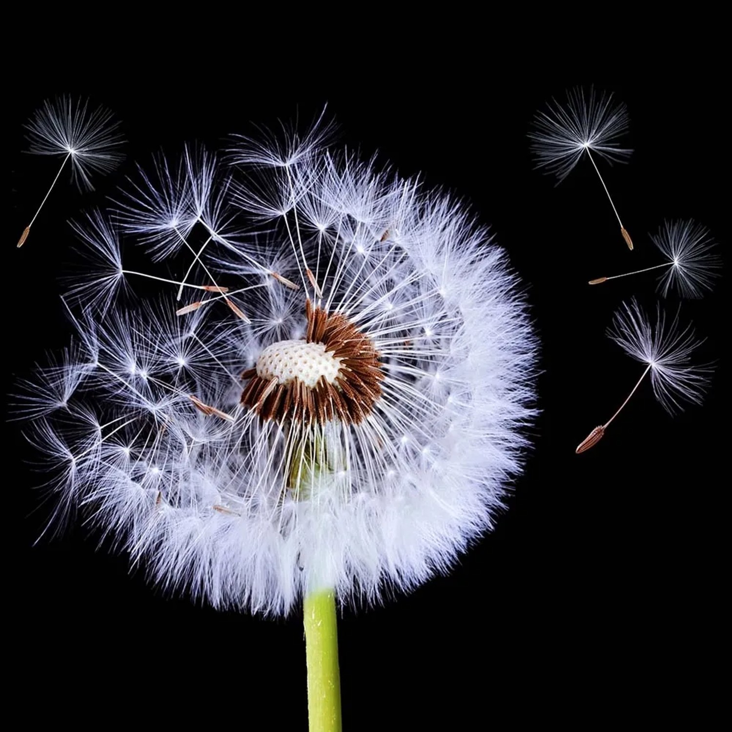 Panel Szklany Dandelions Black A ESG Dmuchawiec 60 x 60 cm