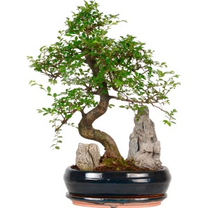 Bonsai pokojowy z ozdobną doniczką (Ø 26 cm) i kamieniami dekoracyjnymi, przyciągający wzrok element do miejsc słonecznych lub półcienistych.