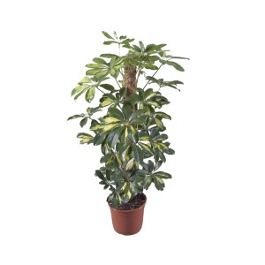 Zielona Aralia (Schefflera) w doniczce z podpórką do wspinania.