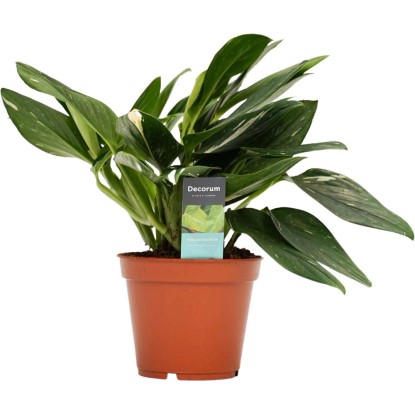 Filodendron (Philodendron) Cobra Toef - don. 17 cm