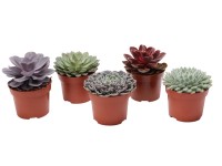 Eszeweria (Echeveria) - don. 12 cm