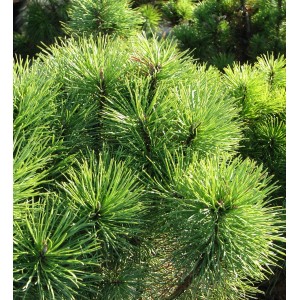 Zbliżenie zielonych igieł rośliny doniczkowej t.b.t.