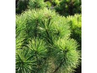 Sosna kosodrzewina (Pinus mugo)