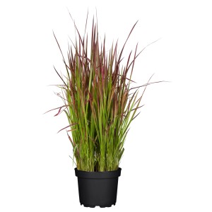 Trawa mix don. 19 cm