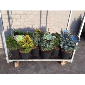 Różne iglaki (t.b.t.) w doniczkach na wózku.