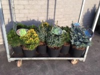 Pinus/ Picea mix wys. 30-50cm don. 26cm