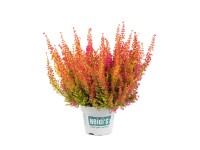 Wrzosiec (Erica gracilis Heidi) don. 12 cm