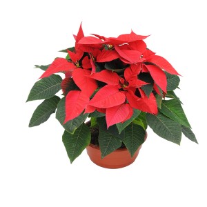 Czerwona gwiazda betlejemska (Poinsettia) w doniczce, świąteczna dekoracja.