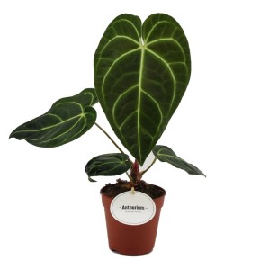 Anturium (Anthurium regale) - don. 12 cm