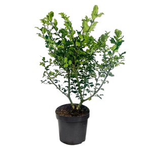 Ostrokrzew (Ilex) don. 5 l
