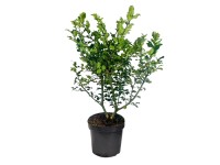 Ostrokrzew (Ilex) don. 5 l