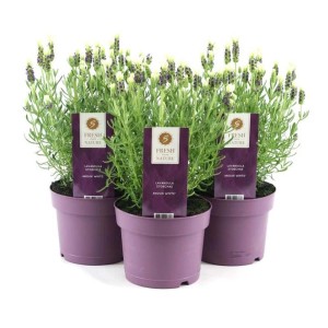 Trzy rośliny doniczkowe z kategorii Rośliny kwitnące z białymi kwiatami i zielonymi liśćmi w fioletowych doniczkach.