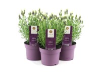 Lawenda francuska (Lavandula Stoechas) mix don. 15 cm