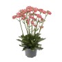 Kwitnąca Kalanchoe (Żyworódka) w doniczce z różowymi kwiatami.
