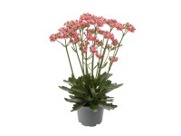 Żyworódka (Kalanchoe Queen Lady Like) don. 10,5 cm