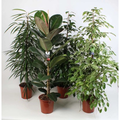 Figowiec (Ficus) mix cc - wys. ok. 100, don. 21 cm