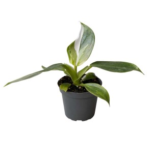 Doniczkowa roślina t.b.t. z zielonymi liśćmi i białymi wzorami.