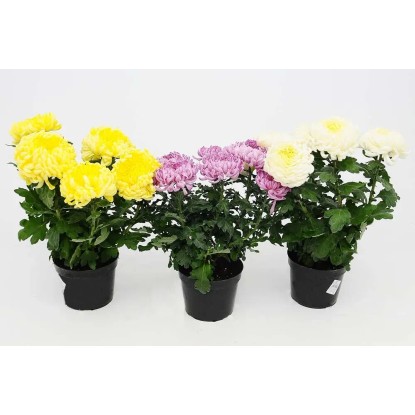 Chryzantema (Chrysanthemum morifolium) wielkokwiatowa - don. 21 cm