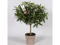 Hebe Veronika Granda na pniu 70cm don. 17cm