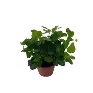 Bluszcz (Hedera Green) mix - don. 8,5 cm