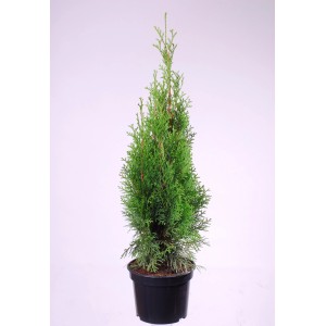 Zielona Tuja Szmaragd w doniczce, idealna do ogrodu i na taras.